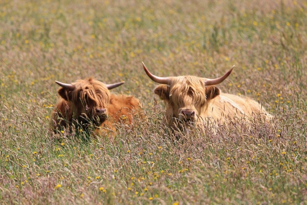 Comment bien saisir une viande à la poêle