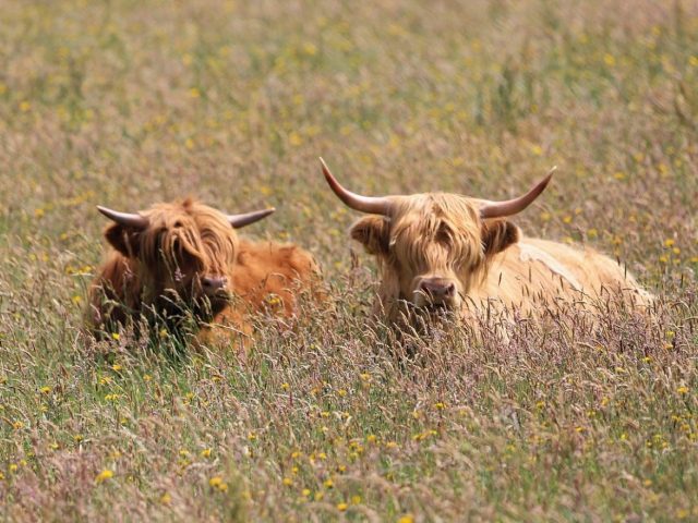 Comment bien saisir une viande à la poêle
