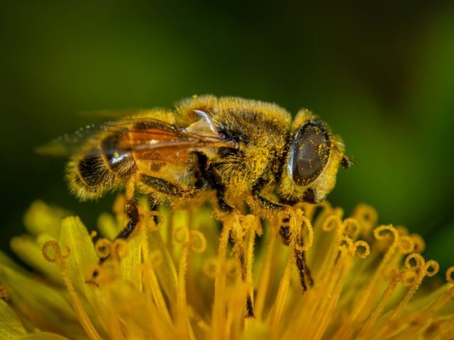 Se protéger des allergies saisonnières