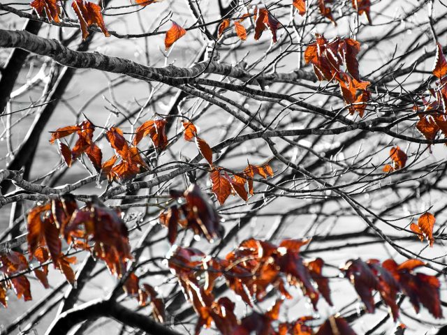 Stratégies pour éviter les allergies en automne