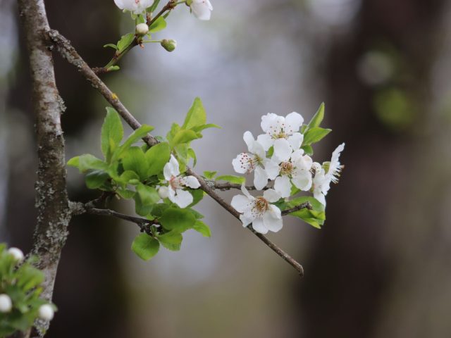 Préparer son corps aux allergies saisonnières : conseils pratiques pour le printemps