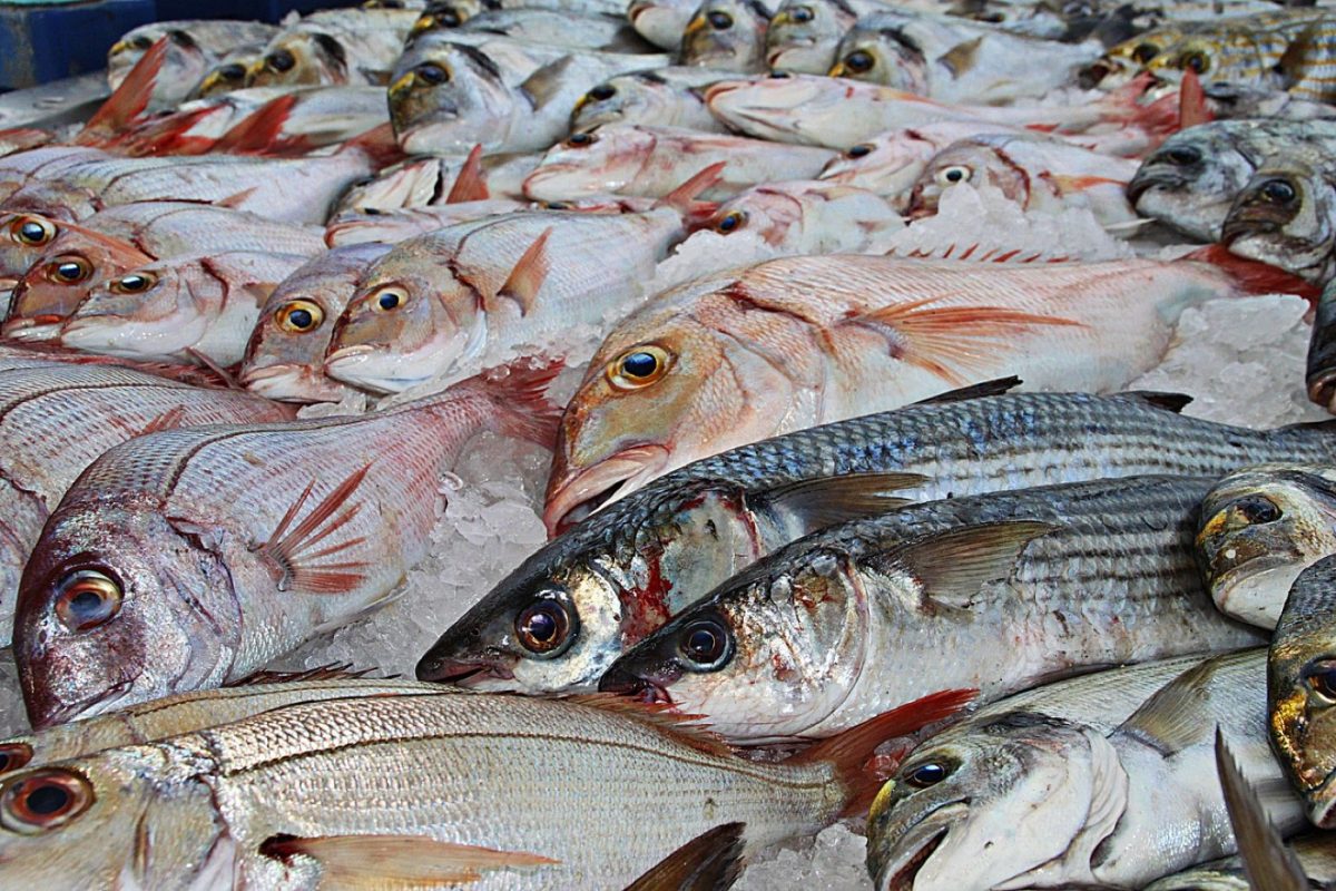Cuire le poisson moelleux sans le surcuire : méthodes et repères